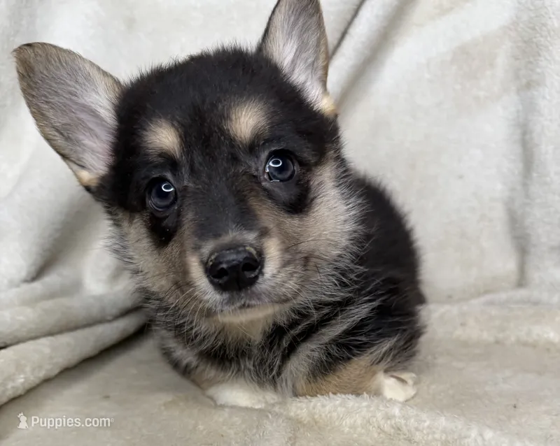 Wanda  – Cardigan Welsh Corgi, Pembroke Welsh Corgi puppy for sale in Grants Pass, OR