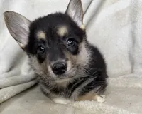 CKC Black Tri American corgi female , a female Cardigan Welsh Corgi and Pembroke Welsh Corgi for sale in Grants Pass, OR – 3 of 8
