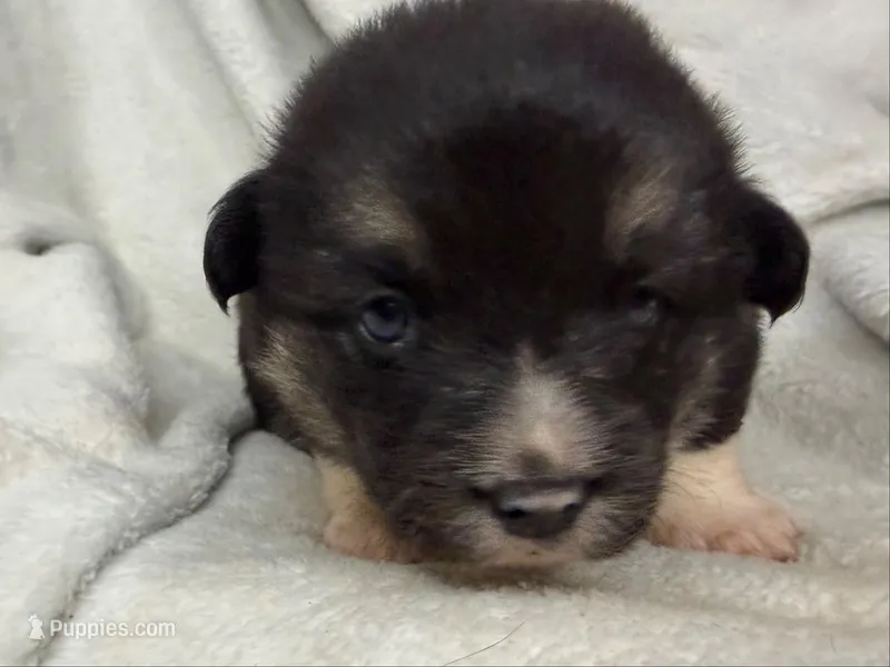 Winnie, a female Cardigan Welsh Corgi and Pembroke Welsh Corgi for sale in Grants Pass, OR – 1 of 3