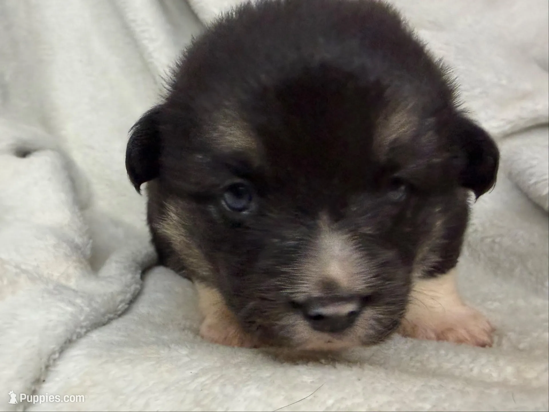 Winnie, a female Cardigan Welsh Corgi and Pembroke Welsh Corgi for sale in Grants Pass, OR – 1 of 3