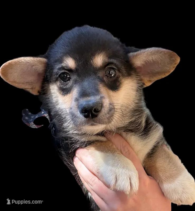 Wanda , a female Cardigan Welsh Corgi and Pembroke Welsh Corgi for sale in Grants Pass, OR – 1 of 9