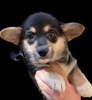 Wanda , a female Cardigan Welsh Corgi and Pembroke Welsh Corgi for sale in Grants Pass, OR – 1 of 9