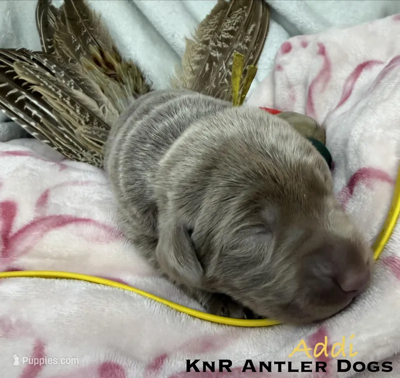 Addi – Labrador Retriever puppy for sale in Grants Pass, OR