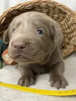 Addi, a female Labrador Retriever for sale in Grants Pass, OR – 2 of 5