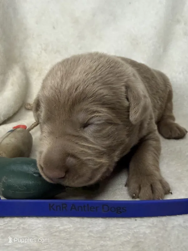 Bullet – Labrador Retriever puppy for sale in Grants Pass, OR