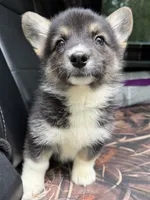Winnie  , a female Cardigan Welsh Corgi and Pembroke Welsh Corgi for sale in Grants Pass, OR – 2 of 9