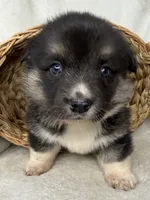 Winnie  , a female Cardigan Welsh Corgi and Pembroke Welsh Corgi for sale in Grants Pass, OR – 4 of 9