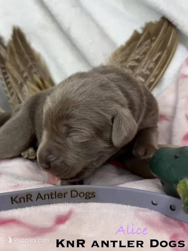 Alice – Labrador Retriever puppy for sale in Grants Pass, OR
