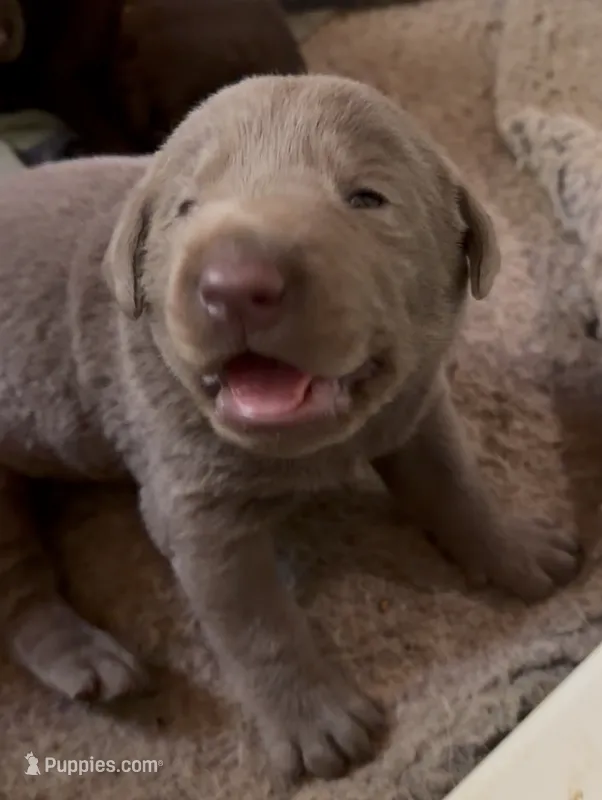 Bullet – Labrador Retriever puppy for sale in Grants Pass, OR
