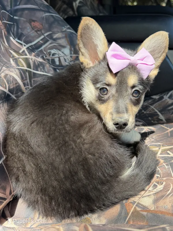 Wanda  – Cardigan Welsh Corgi, Pembroke Welsh Corgi puppy for sale in Grants Pass, OR