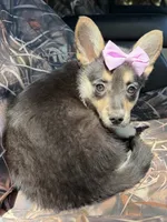 Wanda , a female Cardigan Welsh Corgi and Pembroke Welsh Corgi for sale in Grants Pass, OR – 1 of 10