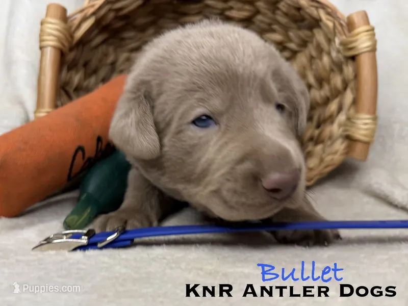 Bullet – Labrador Retriever puppy for sale in Grants Pass, OR