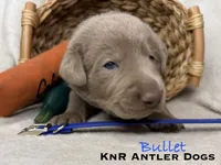Bullet, a male Labrador Retriever for sale in Grants Pass, OR – 1 of 5