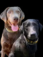 Aspen, a female Labrador Retriever for sale in Grants Pass, OR – 2 of 2