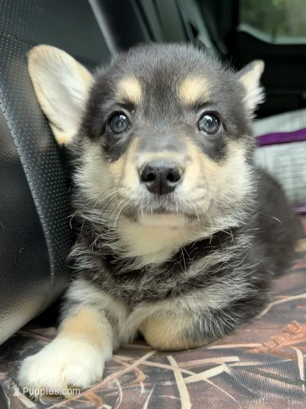CKC Black Tri American corgi female  – Cardigan Welsh Corgi, Pembroke Welsh Corgi puppy for sale in Grants Pass, OR