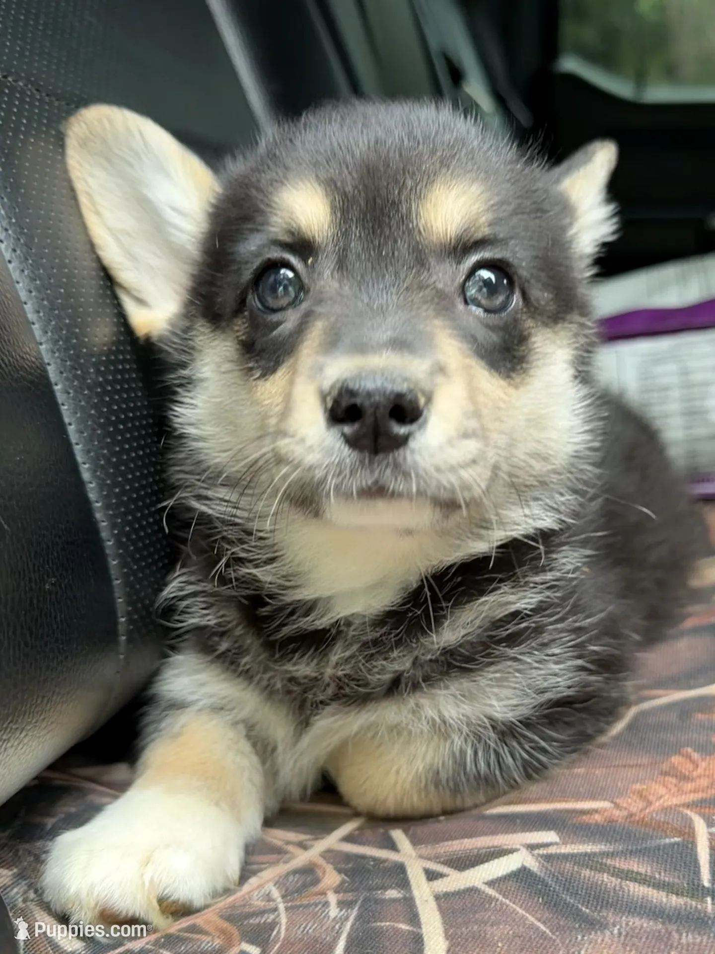 corgi-corgi　ボンネット　黒 CKC Black Tri American corgi female – Cardigan Welsh Corgi and