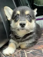 CKC Black Tri American corgi female , a female Cardigan Welsh Corgi and Pembroke Welsh Corgi for sale in Grants Pass, OR – 1 of 8