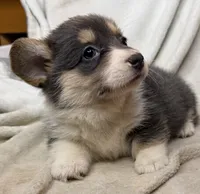 CKC bluie tri American corgi female , a female Cardigan Welsh Corgi and Pembroke Welsh Corgi for sale in Grants Pass, OR – 6 of 10