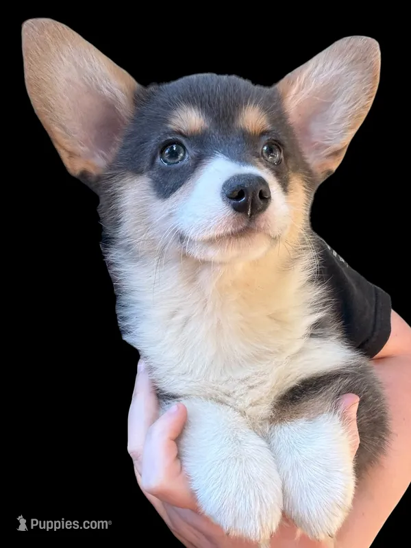 Martha  – Cardigan Welsh Corgi, Pembroke Welsh Corgi puppy for sale in Grants Pass, OR