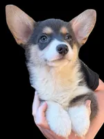 Martha , a female Cardigan Welsh Corgi and Pembroke Welsh Corgi for sale in Grants Pass, OR – 1 of 9