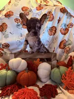  Merle Female, a female French Bulldog for sale in Ossipee, NH – 5 of 5