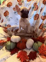 Fawn Male, a male French Bulldog for sale in Ossipee, NH – 2 of 3