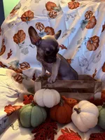 Dark Fawn Female, a female French Bulldog for sale in Ossipee, NH – 2 of 3