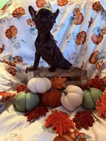 Black Brindle Female, a female French Bulldog for sale in Ossipee, NH – 2 of 4