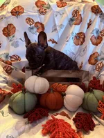 Brindle Male, a male French Bulldog for sale in Ossipee, NH – 2 of 4