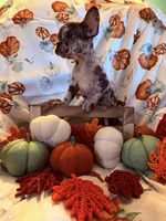  Merle Female, a female French Bulldog for sale in Ossipee, NH – 3 of 5