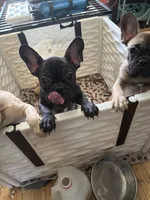 Joline, a female French Bulldog for sale in Ossipee, NH – 6 of 6