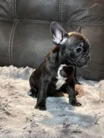 Bamby, a female French Bulldog for sale in Ossipee, NH – Photo 3 of 4