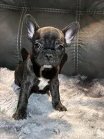 Bamby, a female French Bulldog for sale in Ossipee, NH – Photo 2 of 4