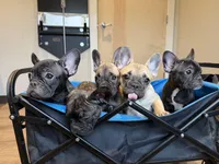 Bamby, a female French Bulldog for sale in Ossipee, NH – Photo 4 of 4