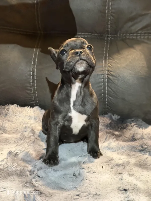 Bamby – French Bulldog puppy for sale in Ossipee, NH