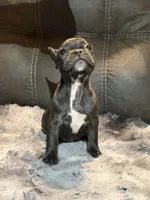 Bamby, a female French Bulldog for sale in Ossipee, NH – Photo 1 of 4