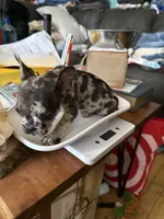  Merle Female, a female French Bulldog for sale in Ossipee, NH – 1 of 1