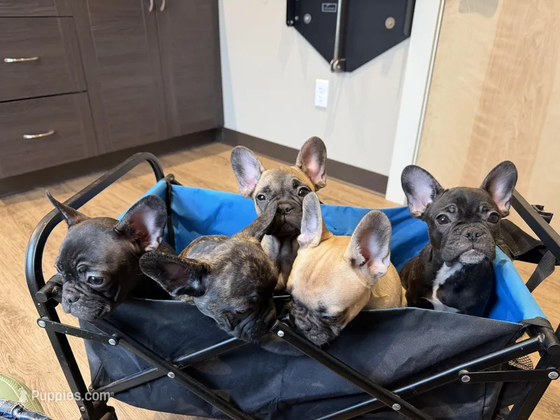 Joline – French Bulldog puppy for sale in Ossipee, NH