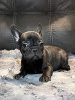 Joline, a female French Bulldog for sale in Ossipee, NH – Photo 2 of 4