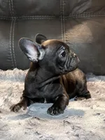 Joline, a female French Bulldog for sale in Ossipee, NH – Photo 3 of 4