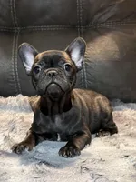 Joline, a female French Bulldog for sale in Ossipee, NH – Photo 1 of 4