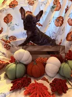 Brindle Male, a male French Bulldog for sale in Ossipee, NH – 4 of 4