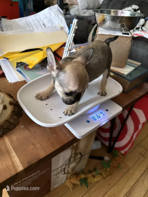 Fawn Male – French Bulldog puppy for sale in Ossipee, NH