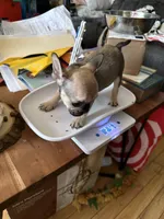 Fawn Male, a male French Bulldog for sale in Ossipee, NH – 1 of 1