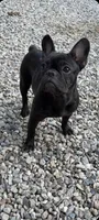 Joline, a female French Bulldog for sale in Ossipee, NH – 5 of 6