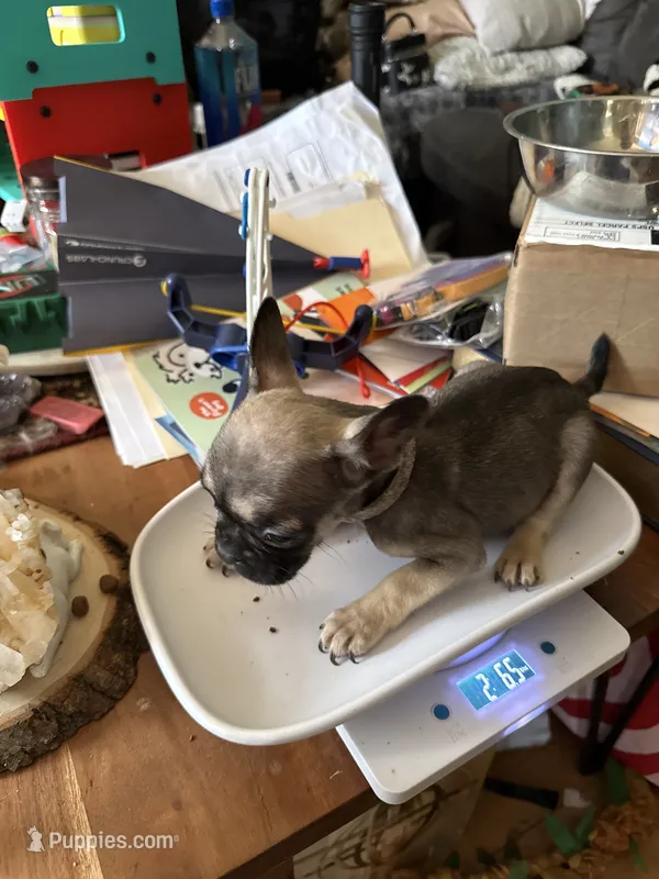 Dark Fawn Female – French Bulldog puppy for sale in Ossipee, NH