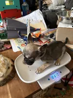 Dark Fawn Female, a female French Bulldog for sale in Ossipee, NH – 1 of 1
