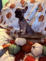Dark Fawn Female, a female French Bulldog for sale in Ossipee, NH – 3 of 3