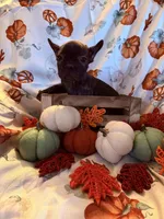 Black Brindle Female, a female French Bulldog for sale in Ossipee, NH – 4 of 4