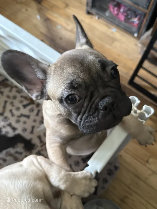 Mr T – French Bulldog puppy for sale in Ossipee, NH